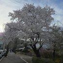 연세대학교 미래캠퍼스 | 원주 벚꽃 아직 남은 곳, 연세대학교 미래캠퍼스 키스로드 벚꽃 현재 상황