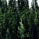 오마이홍게 이미지