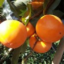 서정호농장 이미지