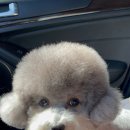 마이펫가든 이미지