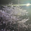 베스킨라빈스부산안락SK점 | [부산] 부산 안락동 온천천 벚꽃 야경 산책 🌸 팝콘 같은 벚꽃이 밤에 더 예쁜 이유