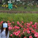 노원고등학교 | 5월 서울 장미축제 중랑천장미 개화현황 방문후기