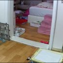 도그루아 이미지