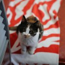 고살메갈꽃체험마을 이미지