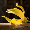 일랑일랑 이미지