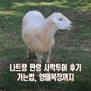 엄지목장 | [나트랑 여행] 나트랑 판랑 사막투어 후기, 가는법, 양떼목장까지