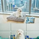 위드 마이 펫 이미지