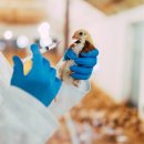 대일가축약품 이미지