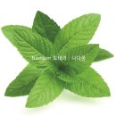 페파민트 - 수성구 지범로23길 19 | 페파민트