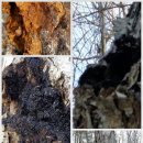 황금버섯 이미지