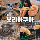 보리아쿠아 | 화성 보리아쿠아 후기 향남 수족관 파충류샵 도마뱀 분양 가능한 곳