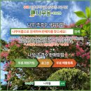 블루애로우,블루엔젤,에메랄드 그린 판매합니다, 전체 외목대입니다 판매 이미지