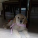 망고쿠로 이미지