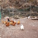 장군농장 이미지