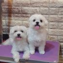 나나 펫 살롱 이미지