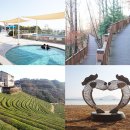 보성녹차사랑 이미지