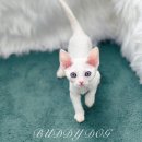 드림독 강아지 고양이 안심분양센터 시흥점 | 인천강아지분양 고민하던 나, 버디독에서 찐 가족 만났던 후기