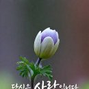 별빛처럼 Daum카페