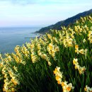 수선화 - 부산진구 연수로 15 | 수선화
