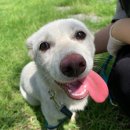 고양시 동물보호센터 이미지