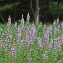 국립백두대간수목원 판매센터 이미지