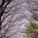 올해 거제도-하동 벚꽃놀이🌸