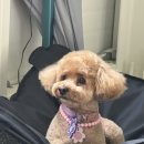 팍스도그트레이닝센터 이미지