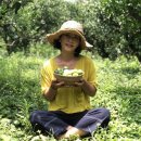 (주)맘스팜 | 무농약 청귤청[청귤차]만들기 공유이벤트 제주맘스팜과 한번 갈까요[무농약청귤2kg +설탕2kg]