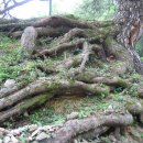 학암리 뒷산 소나무 이미지