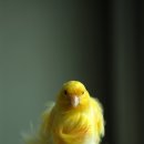 카나리아
