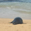 하와이 여행(13) 파라다이스 코브 퍼블릭비치 | 포시즌스 근처 거북이 몽크씰 스팟🐢🦭