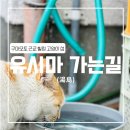 [구마모토 유시마1] 구마모토 고양이섬 유시마 가는 방법 (아마쿠사 고양이 섬 / 유시마)