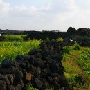 제주돌담 이미지