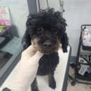 러블리 멍멍이 이미지