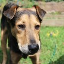 아이본 동물병원 이미지