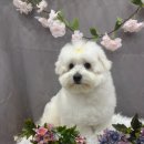 갤럭시펫 애견미용 | 이바우펫애견미용학원 동대구점 실견미용 후기💖 설원이 &amp; 레원이의 특별한 하루