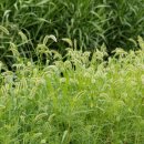 강아지풀 이미지