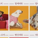 따뜻하개 이미지