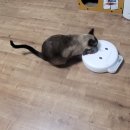 고양이집 | 파우시 4구 습식 자동급식기 _ 고양이·강아지 집 혼밥 걱정 없이 실사용후기!