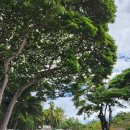 하와이새우트럭송도점 | [하와이 호놀룰루 신혼여행] 지오반니 새우트럭 &amp; 돌 플렌테이션 파인애플 아이스크림