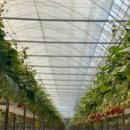 이슬농장2 이미지