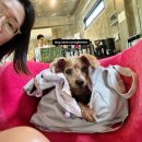 포옹 | 강아지 이동가방 아르르 포옹백v2 후기 대만족