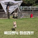 충남 예산 개별 울타리 애견 캠핑장, 피플앤독 힐링캠프
