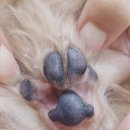 바르다 펫 부산센텀점 이미지