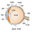 "혈액-망막 장벽 손상은 치매 예고 신호" 이미지