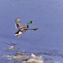 오리 날다 이미지