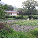 백마농장 이미지