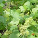 감꽃향기 이미지