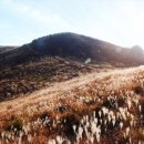 황매산 억새축제 이미지