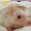 쁘띠샤방 Daum카페